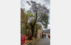 Arbre de L'Auder (Filaire à larges feuilles)