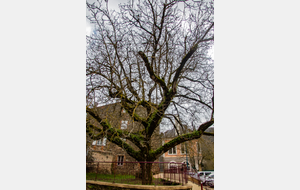 Vieil arbre avec branches recouvertes de fougères!