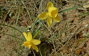 jonquilles sauvages