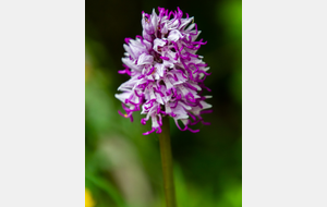 Orchis singe