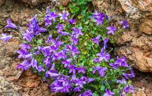 Campanule de Poscharsky