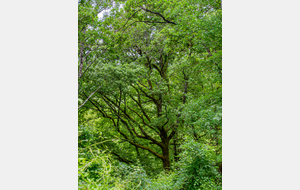 Sur la Route forestière des Verreries de l'Issart 