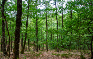  Retour sur la Route forestière des Verreries de l'Issart 