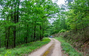 Immersion dans la forêt de La Grésigne 