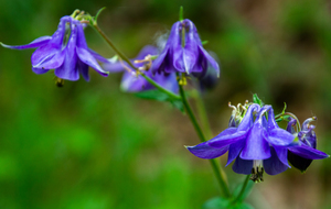 L'Ancolie commune (Aquilegia vulgaris) appelée aussi Aiglantine, Ancolie des Jardins