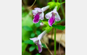 Mélitte à feuilles de mélisse