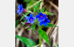 Grémil pourpre-bleu