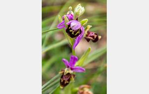 Ophrys bourdon