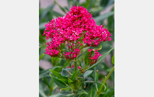 Le Centranthe rouge (Centranthus ruber), appelé aussi Lilas d'Espagne ou Valériane rouge,