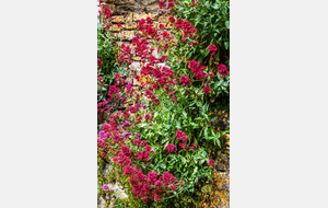 Le Centranthe rouge (Centranthus ruber), appelé aussi Lilas d'Espagne ou Valériane rouge,