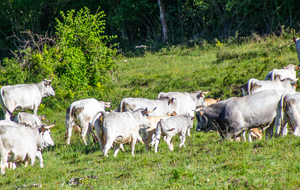 Belles prairies à vache