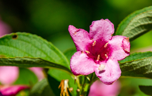 Fleur de Weigela florida