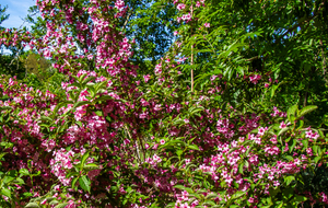 Weigela florida