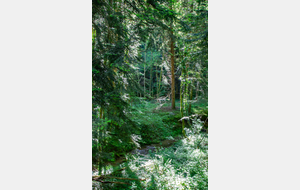 Belle futaie et beau petit ruisseau