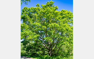 Un gardien des berges