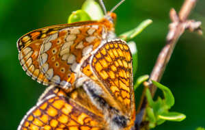 Accouplement de Lépidoptères