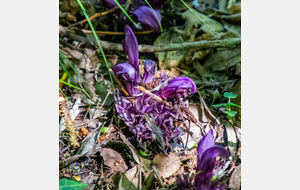 Lathrée clandestine