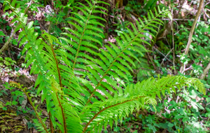 
Dryoptère fougère mâle