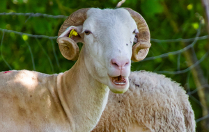 Ouais , j'ai des cornes ! Et alors !!