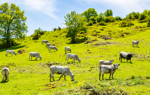 Encore une prairie à vaches !