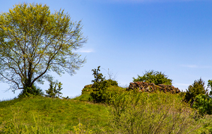 Des ruines envahies par la végétation