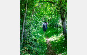 Montée au début sous les arbres avant la prairie