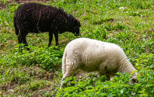 Une noir et une blanche: ce n'est pas du solfège !!