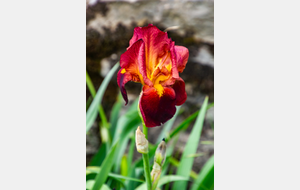 
Iris des garrigues