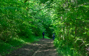Chemin de Cologne à Lagravère