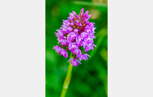 Orchis pyramidal