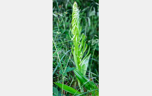 Orchis à odeur de bouc