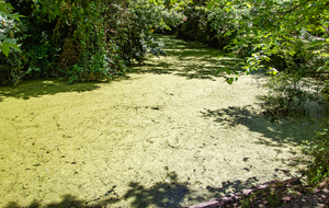 Thoux: bords des fossés d'un ancien château disparu.