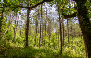 Montée du chemin de Coôte de Lannes 