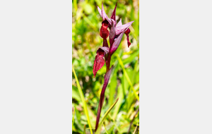 Sérapias à languette