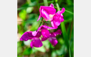 Gesse des bois ou Pois de senteur
