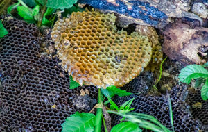 Sur le chemin rural du Padouenc 