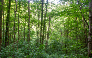 Longue montée le long du vallon du ruisseau d'Aussillon dans la forêt
