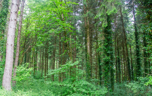 Une nouvelle forêt à aborder