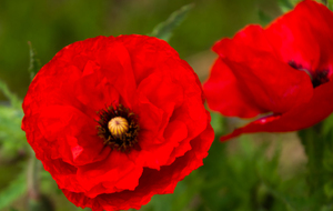 Coquelicot ou Pavot?