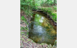 Presque la Mangrove!
