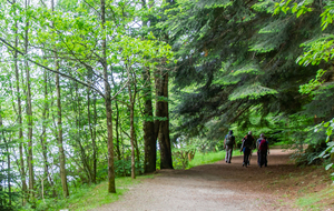 Bords du lac : beaux arbres
