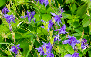 Aiglantine ou Ancolie