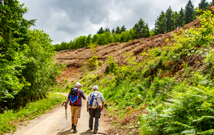 Descente en pente douce, dans de belles forêts (coupées), jusqu'à l'Embrade d'En Falc 
