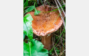 On se camoufle ? Amanite panthère