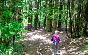 Toujours de superbes forêts