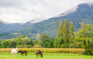 Plaine  entourée à droite  du massif calcaire recouvert de belles forêts 