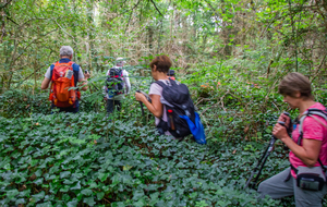 Dans le Labyrinthe Vert
