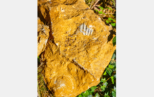 Fossiles du Jurassique inferieur (Lias, ère secondaire)