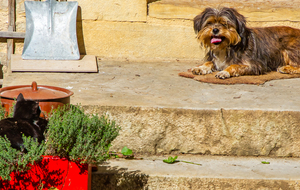 Caudesaygues: Un chat dans le thym et le teint du chien!