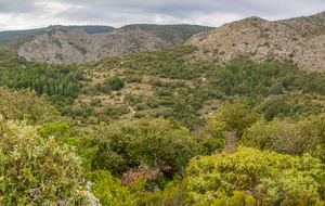Vue sur le ravin et le Pech de Laure